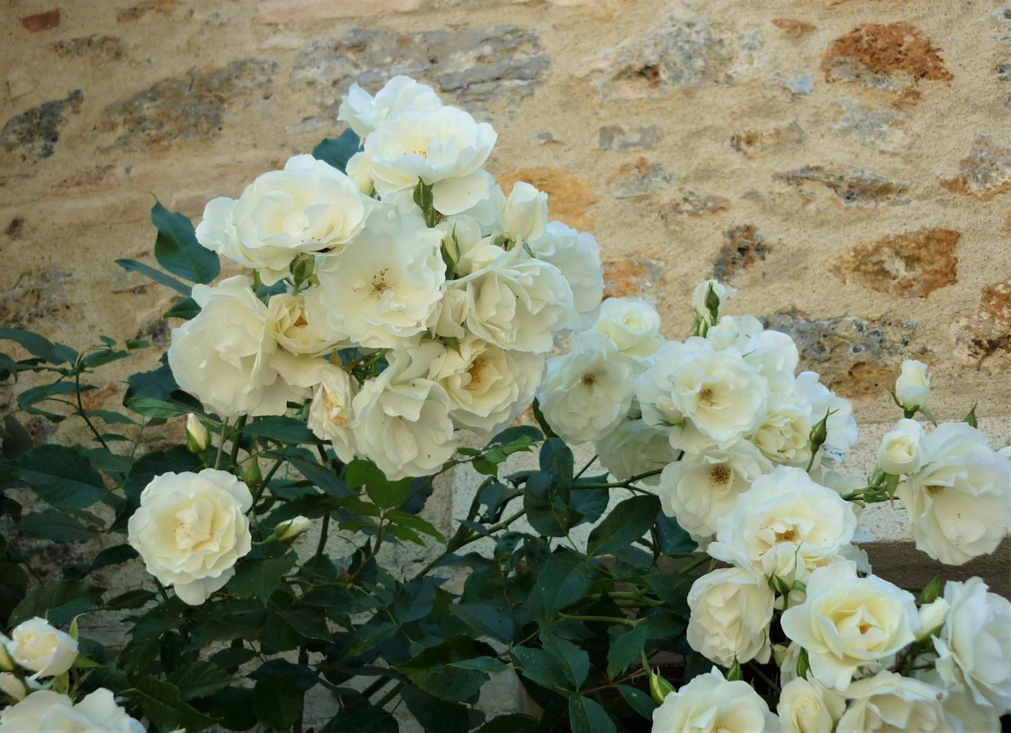Fattoria Agriturismo Nerbona Casole dʼElsa Dış mekan fotoğraf