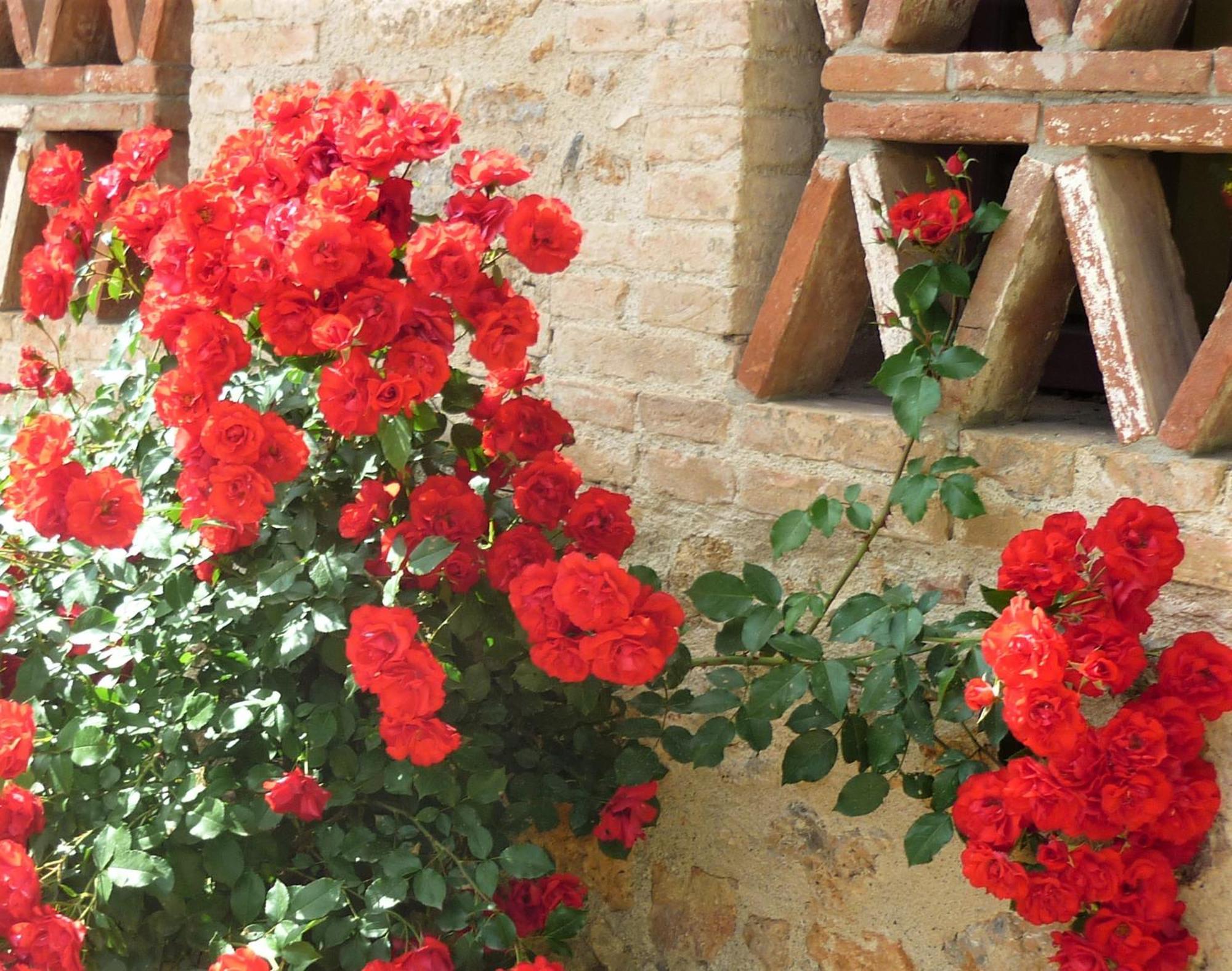 Fattoria Agriturismo Nerbona Villa Casole dʼElsa Dış mekan fotoğraf