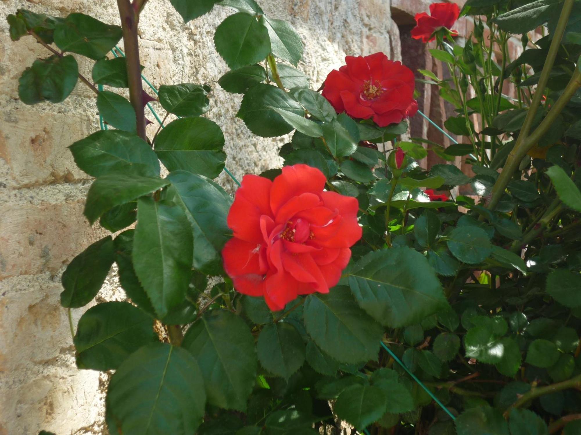 Fattoria Agriturismo Nerbona Villa Casole dʼElsa Dış mekan fotoğraf